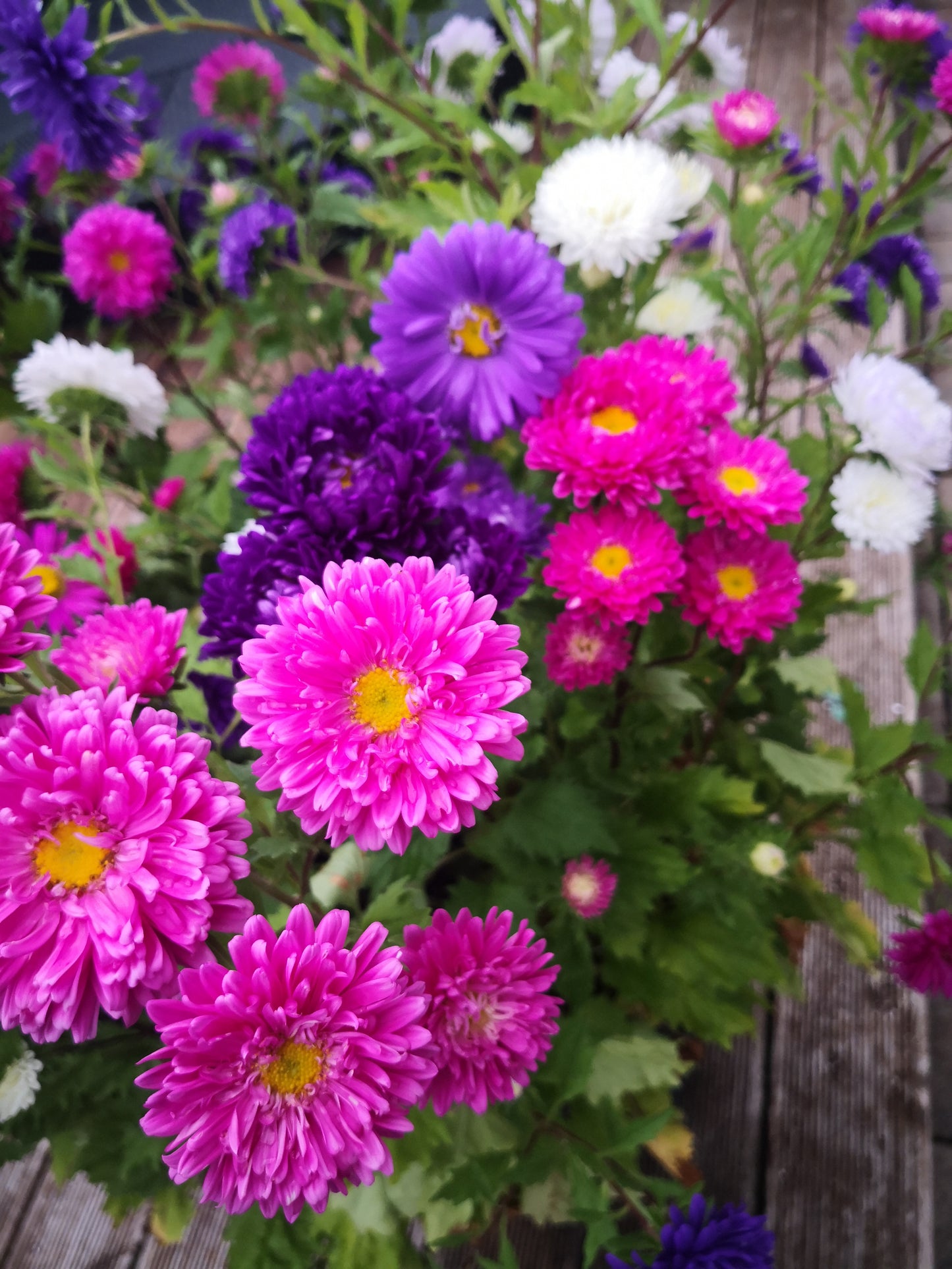 1000 Samen Sommeraster Bunte Mischung Callistephus chinensis Garten Blumen
