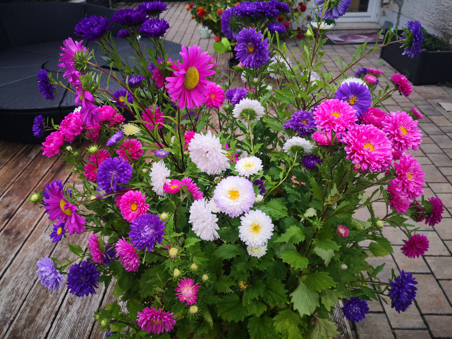 1000 Samen Sommeraster Bunte Mischung Callistephus chinensis Garten Blumen