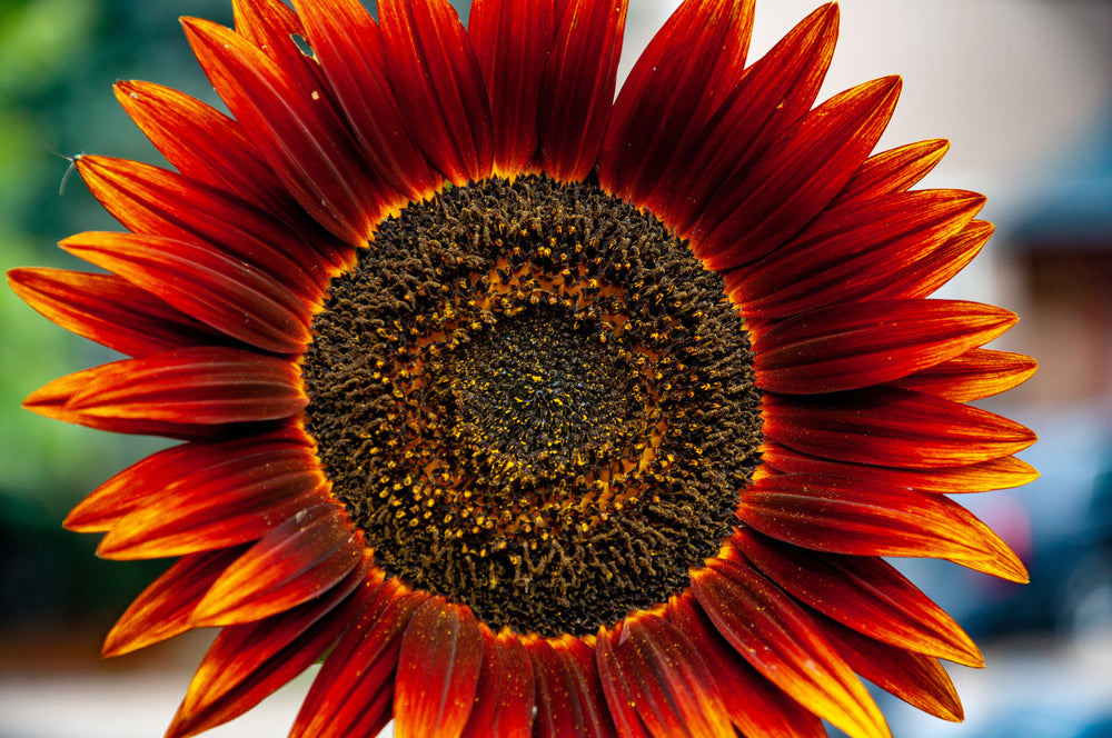 20 Samen Sonnenblume Sorte Abendsonne Sonnenuntergang Rot-Orange Blüten