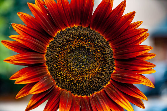 20 Samen Sonnenblume Sorte Abendsonne Sonnenuntergang Rot-Orange Blüten