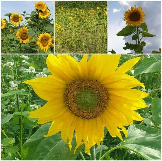 Sonnenblumen Samen Helianthus annulus Vogelfutter Garten Blumenwiese - 30 g = ca. 500 Samen