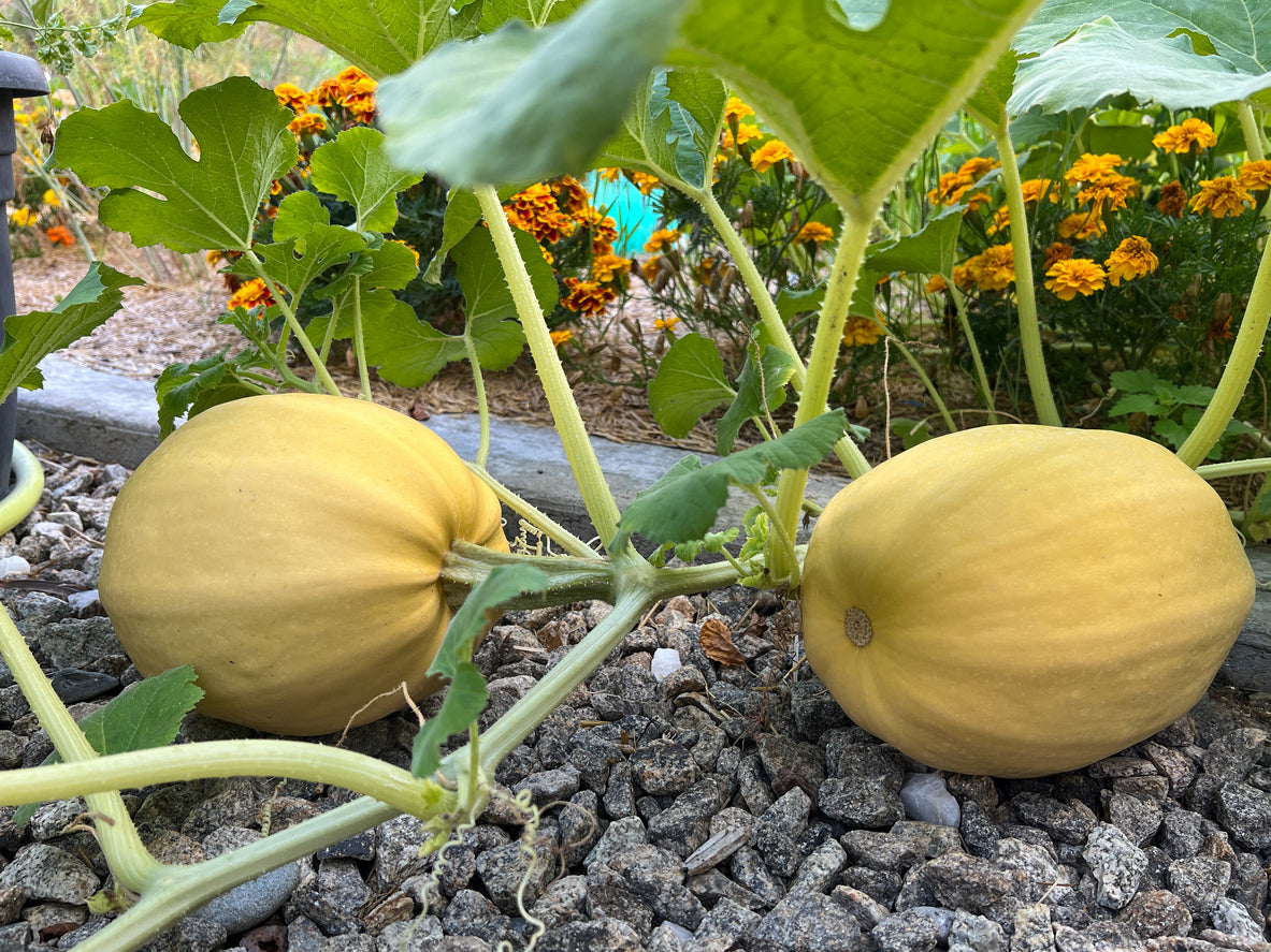 15 Samen Spaghetti Kürbis Vegetable Spagetti Kürbis Vegan Gemüse Squash Seeds