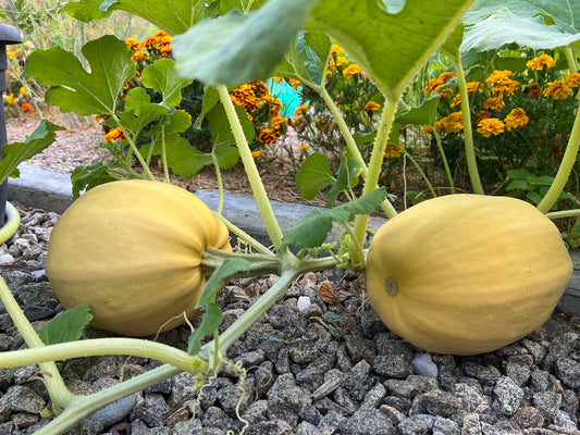 15 Samen Spaghetti Kürbis Vegetable Spagetti Kürbis Vegan Gemüse Squash Seeds