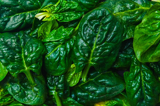 500 Samen Spinat Bloomsdale Garten Gemüse Vegetable Seeds Plants Spinach Beet