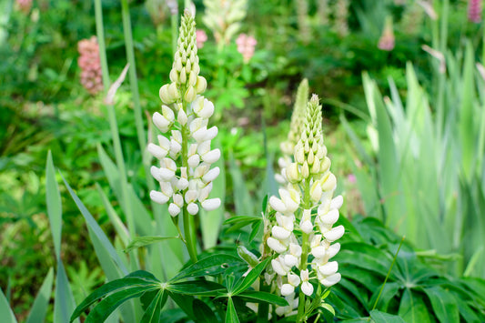 100 Samen Weiße Lupine (Lupinus albus) – Wildblume, Stickstoffbinder & Bienenfreundliche Pflanze für Garten & Wiese