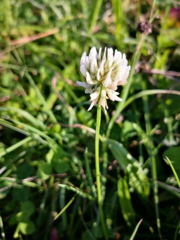 20.000 Samen Weißklee (Trifolium repens) – Bienenfreundliche Nektarpflanze & Schmetterlingsblume für Wiese & Garten
