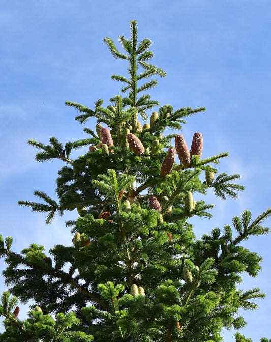 20 Samen Weißtanne, Abies alba, Baum Samen, Tanne, Nadelbaum, Waldbaum