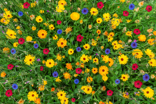 🌼 3000 Samen (10 g) Sommer-Blumen-Wiesenmischung – Bienenfreundlich & Farbig – Wildblumen für Garten, Balkon & Naturflächen
