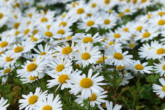 6000  Samen Wiesen Margerite Wild Blume Bienenmagnet Blumensamen Garten