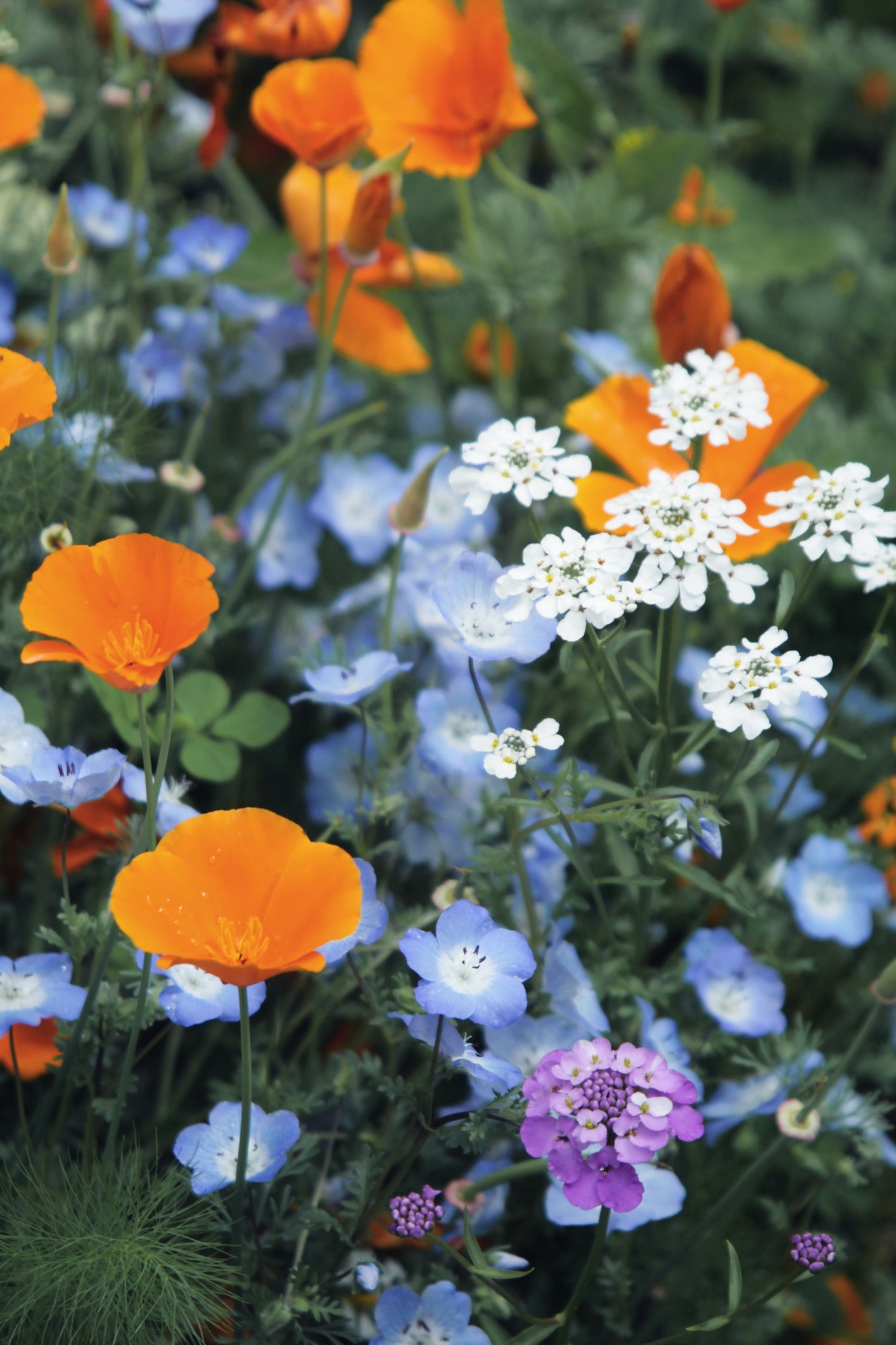 6500+ Samen Sommerblumen Wiesen Mischung (10 g) – Bunte Wildblumenwiese für Bienen & Schmetterlinge – Goldmohn, Schleierkraut & Blauer LeinN3