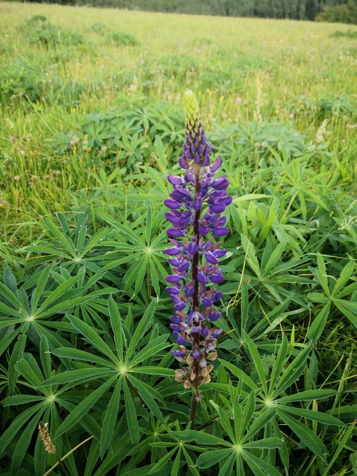 300 Samen Wild-Lupine (Lupinus perennis) – Wildblume für Blumenwiese, Bienen & Staudenbeet