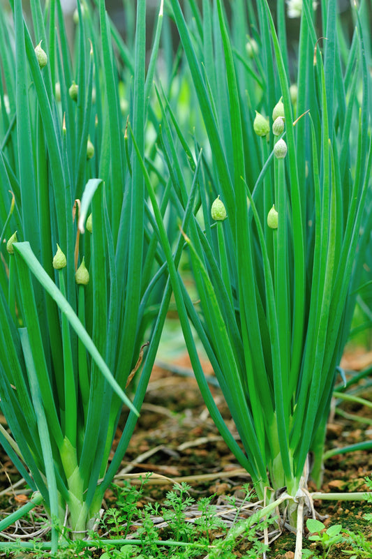 200 Samen Winterzwiebel Alium fistulosum mehrjährig Lauch ewige Heckenzwiebel