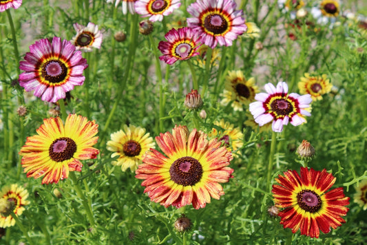 500 Samen Wucherblume  Chrysanthemum carinatum Farbenfrohe Sommerblume Garten