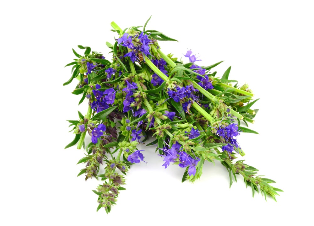 1000 Samen Ysop (Hyssopus officinalis) – Aromatische Heil- & Gewürzpflanze – Bienenmagnet – Mehrjährige Kräuterpflanze Garten