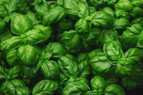 1000 Samen Basilikum „Compact“ – Aromatisches Küchen- & Heilkräuter | Garten, Balkon & Hochbeet