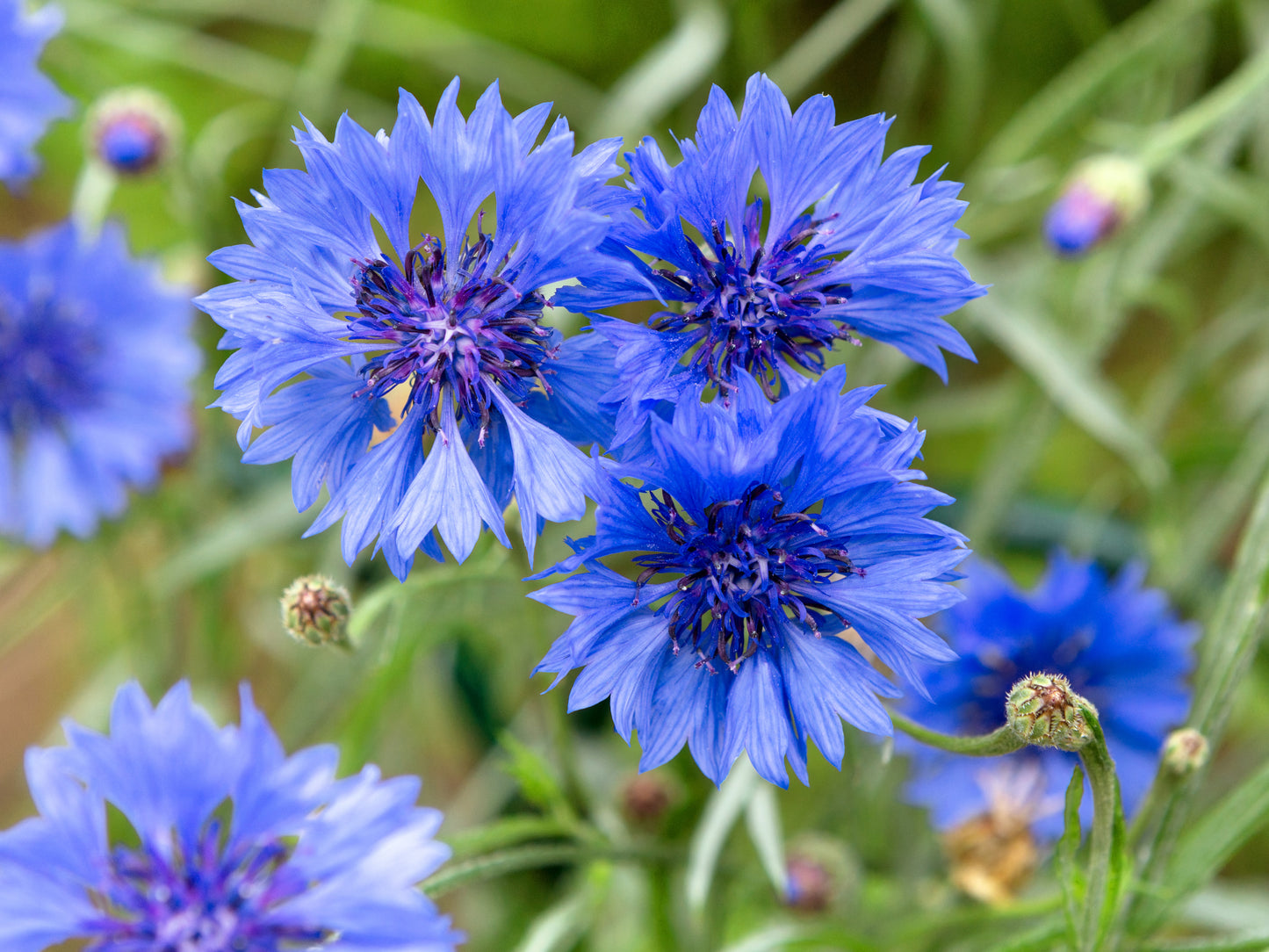 1000 Samen Blaue Kornblume Centaurea cyanus Blumenwiese Bienenweide Wildblume