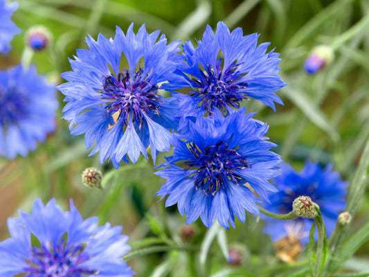1000 Samen Blaue Kornblume Centaurea cyanus Blumenwiese Bienenweide Wildblume
