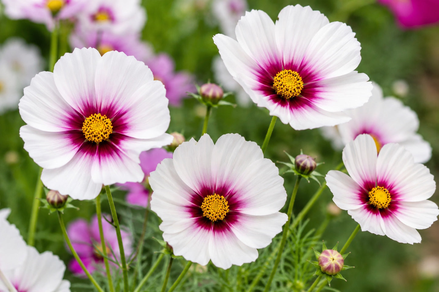 250 Samen Cosmos bipinnatus Day dream