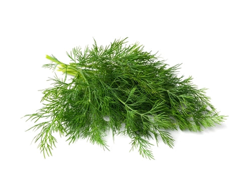 2000 Samen Dill Anethum graveolens Garten Küchen Kräuter Gewürz Bienenweide