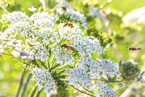 2000 Samen Echter Kümmel (Carum carvi) – Gewürz-, Heilpflanze & Bienenweide für Garten, Tee & Küche