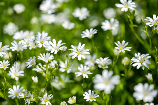 2000 Samen Vogelmiere Stellaria media Vogelfutter Sternenkraut