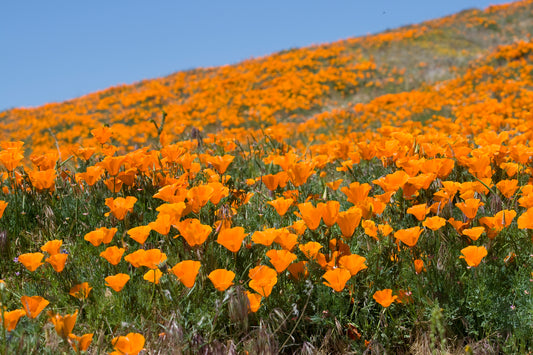 1000  Samen Kalifornische Mohn Eschscholzia californica Blumenwiese Bienenweide