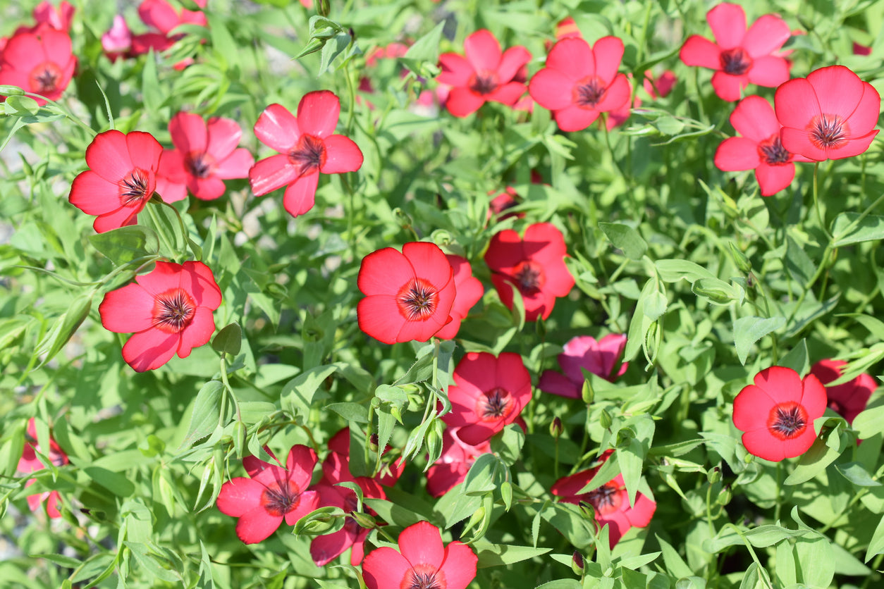 2000 Samen Roter Lein (Linum rubrum) – Sommerblume für Blumenwiese, Bienen & Garten
