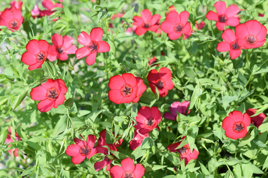 2000 Samen Roter Lein (Linum rubrum) – Sommerblume für Blumenwiese, Bienen & Garten