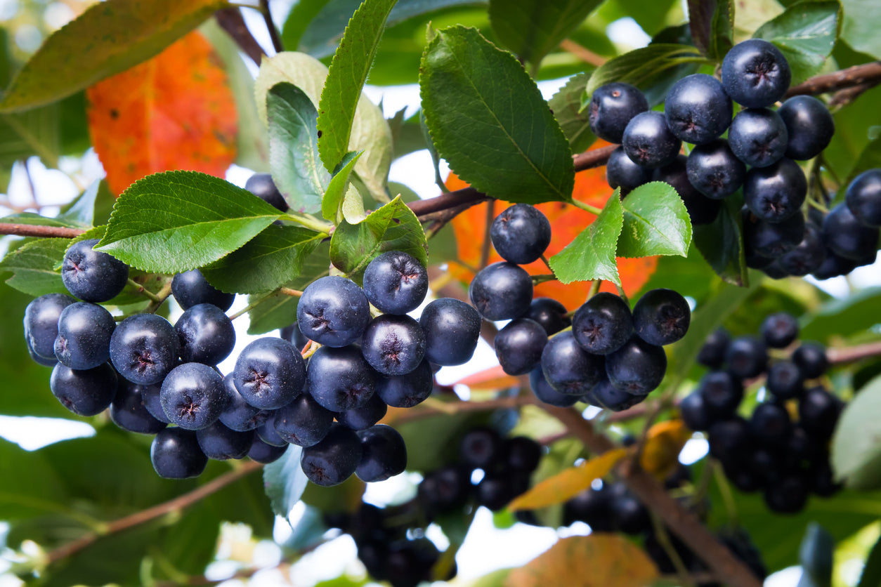 100 Samen Schwarze Apfelbeere (Aronia melanocarpa) – Beerenstrauch für Garten, Hecke & gesunde Früchte