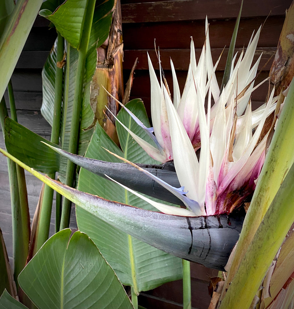 15 Samen Weiße Paradiesvogelblume (Strelitzia nicola) – Exotische Zimmerpflanze für Zuhause & Büro