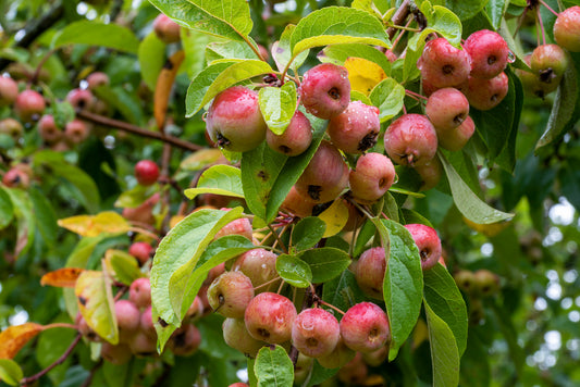 25 Samen Wildapfel (Malus sylvestris) – Heimischer Holzapfel Baum | Bienenfreundlicher Apfelbaum für Garten, Wald & Streuobstwiese
